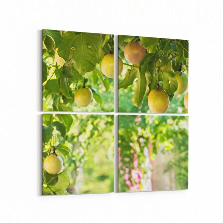 Olla 14962K4 Gıda Görseli Kare 4'lü Kanvas Tablo (Ölçü: 145X145)