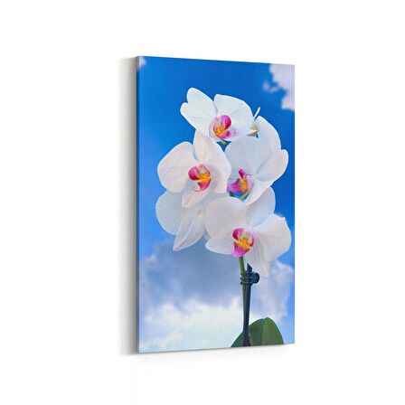 Olla 11681DD Orkide Çiçek Görseli Dikey Dar Kanvas Tablo (Ölçü: 40X80)