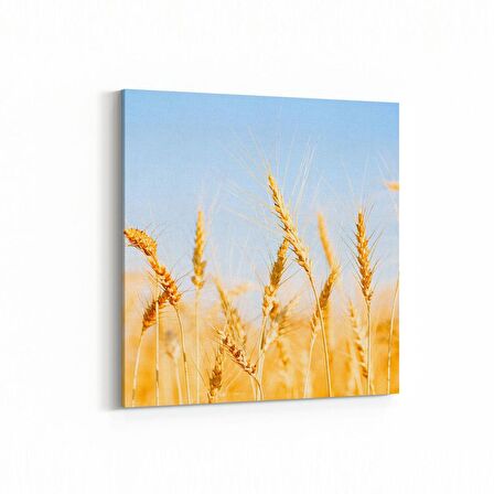 Olla 15291K Gıda Görseli Kare Kanvas Tablo (Ölçü: 100X100)