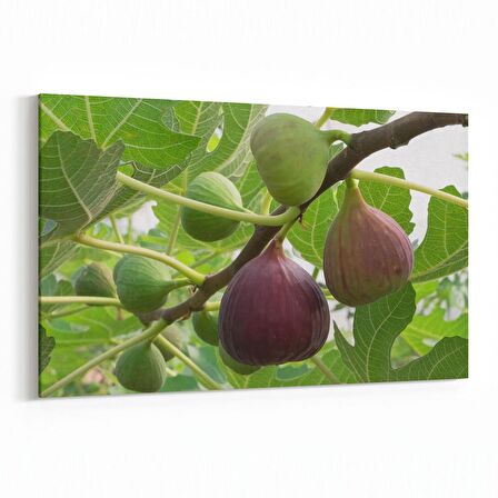 Olla 15181Y Gıda Görseli Yatay Kanvas Tablo (Ölçü: 30X20)