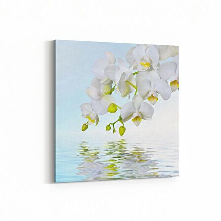 Olla 11735K Orkide Çiçek Görseli Kare Kanvas Tablo (Ölçü: 25X25)