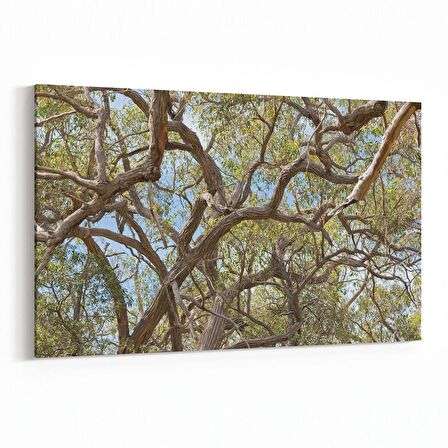 Olla 10873Y Ağaç Görseli Yatay Kanvas Tablo (Ölçü: 30X20)