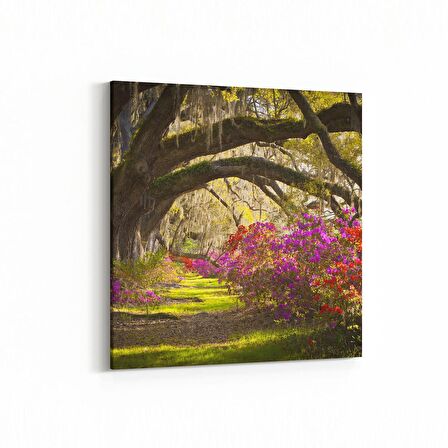 Olla 14629K Doğa / Manzara Görseli Kare Kanvas Tablo (Ölçü: 25X25)