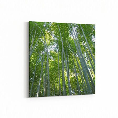 Olla 14440K Doğa / Manzara Görseli Kare Kanvas Tablo (Ölçü: 25X25)