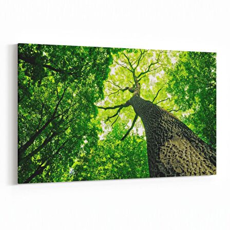 Olla 11051Y Ağaç Görseli Yatay Kanvas Tablo (Ölçü: 150X100)