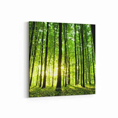 Olla 13250K Doğa / Manzara Görseli Kare Kanvas Tablo (Ölçü: 25X25)