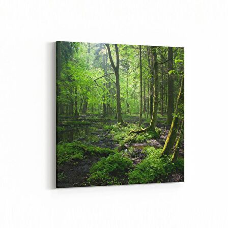 Olla 14517K Doğa / Manzara Görseli Kare Kanvas Tablo (Ölçü: 25X25)