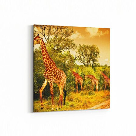 Olla 12484K Hayvanlar Alemi Görseli Kare Kanvas Tablo (Ölçü: 30X30)