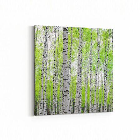 Olla 14526K Doğa / Manzara Görseli Kare Kanvas Tablo (Ölçü: 100X100)