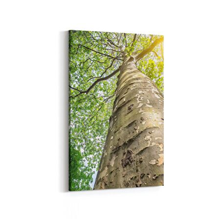 Olla 10485D Ağaç Görseli Dikey Kanvas Tablo (Ölçü: 80X120)