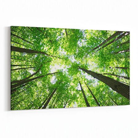 Olla 10506Y Ağaç Görseli Yatay Kanvas Tablo (Ölçü: 70X50)