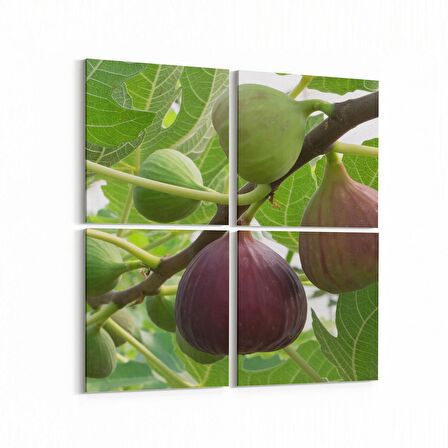 Olla 15181K4 Gıda Görseli Kare 4'lü Kanvas Tablo (Ölçü: 125X125)