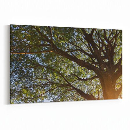 Olla 10646Y Ağaç Görseli Yatay Kanvas Tablo (Ölçü: 30X20)