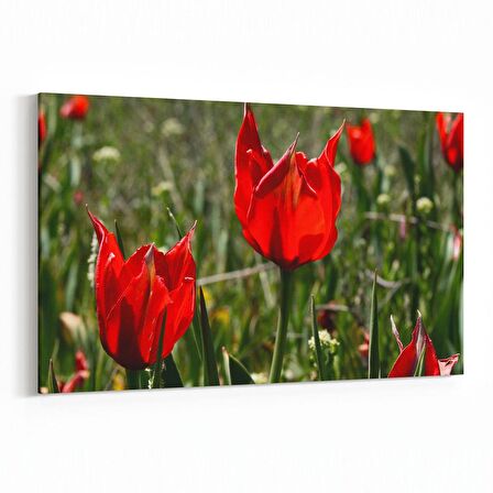 Olla 14225Y Doğa / Manzara Görseli Yatay Kanvas Tablo (Ölçü: 120X80)