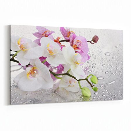 Olla 11670Y Orkide Çiçek Görseli Yatay Kanvas Tablo (Ölçü: 90X60)