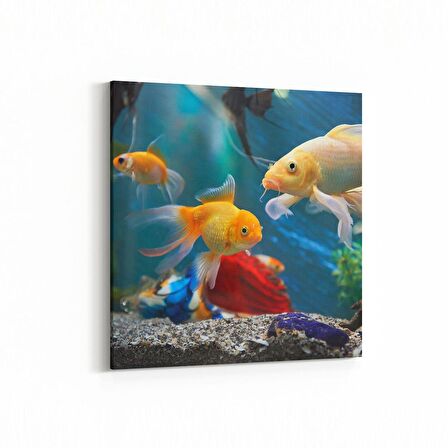 Olla 12145K Akvaryum / Balık Görseli Kare Kanvas Tablo (Ölçü: 30X30)