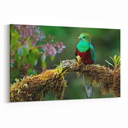 Olla 12632Y Hayvanlar Alemi Görseli Yatay Kanvas Tablo (Ölçü: 90X60)