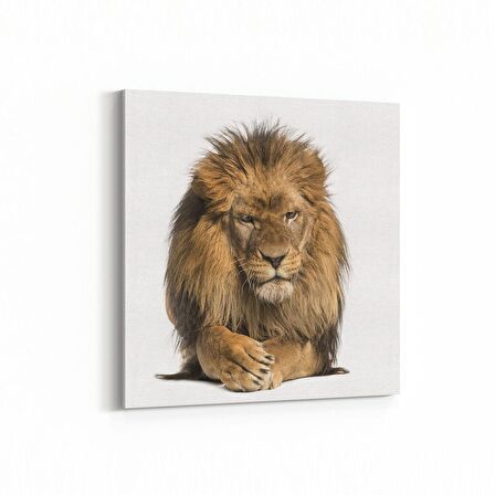 Olla 12538K Hayvanlar Alemi Görseli Kare Kanvas Tablo (Ölçü: 60X60)