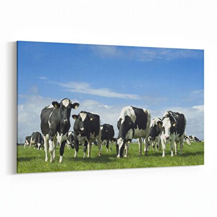 Olla 12663Y Hayvanlar Alemi Görseli Yatay Kanvas Tablo (Ölçü: 45X30)