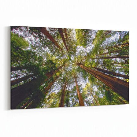 Olla 10603Y Ağaç Görseli Yatay Kanvas Tablo (Ölçü: 120X80)