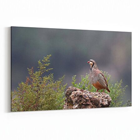 Olla 12622Y Hayvanlar Alemi Görseli Yatay Kanvas Tablo (Ölçü: 150X100)