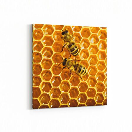 Olla 12478K Hayvanlar Alemi Görseli Kare Kanvas Tablo (Ölçü: 25X25)