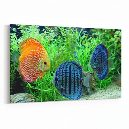 Olla 12179Y Akvaryum / Balık Görseli Yatay Kanvas Tablo (Ölçü: 120X80)