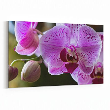 Olla 11732Y Orkide Çiçek Görseli Yatay Kanvas Tablo (Ölçü: 150X100)