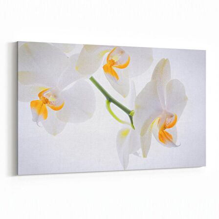 Olla 11707Y Orkide Çiçek Görseli Yatay Kanvas Tablo (Ölçü: 70X50)