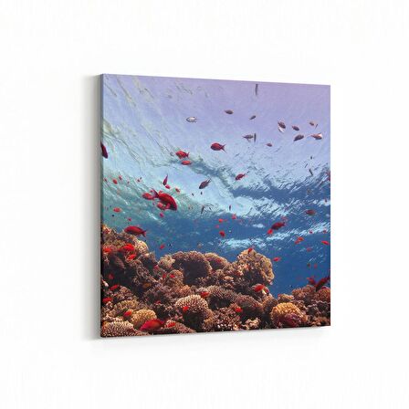 Olla 12059K Akvaryum / Balık Görseli Kare Kanvas Tablo (Ölçü: 25X25)