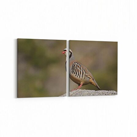 Olla 12471K2Y Hayvanlar Alemi Görseli Kare 2'li Yatay Kanvas Tablo (Ölçü: 145X70)