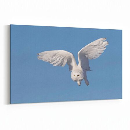 Olla 15826Y Gökyüzü Kuşlar Görseli Yatay Kanvas Tablo (Ölçü: 30X20)