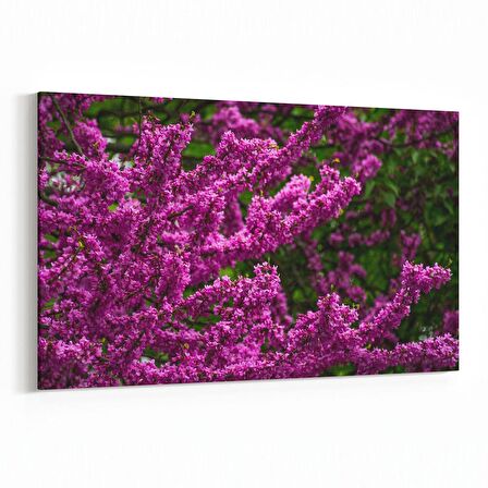 Olla 11018Y Ağaç Görseli Yatay Kanvas Tablo (Ölçü: 30X20)