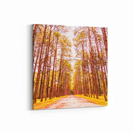 Olla 14101K Doğa / Manzara Görseli Kare Kanvas Tablo (Ölçü: 60X60)