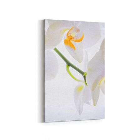 Olla 11707D Orkide Çiçek Görseli Dikey Kanvas Tablo (Ölçü: 100X150)