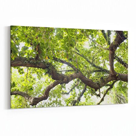 Olla 11031Y Ağaç Görseli Yatay Kanvas Tablo (Ölçü: 90X60)