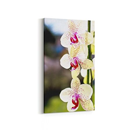 Olla 11725DD Orkide Çiçek Görseli Dikey Dar Kanvas Tablo (Ölçü: 40X80)