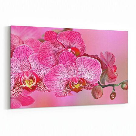 Olla 11738Y Orkide Çiçek Görseli Yatay Kanvas Tablo (Ölçü: 30X20)