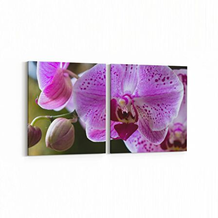 Olla 11732K2Y Orkide Çiçek Görseli 2'li Yatay Kanvas Tablo (Ölçü: 145X70)