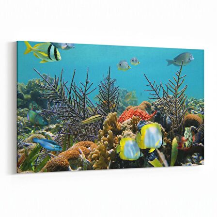 Olla 12204Y Akvaryum / Balık Görseli Yatay Kanvas Tablo (Ölçü: 70X50)