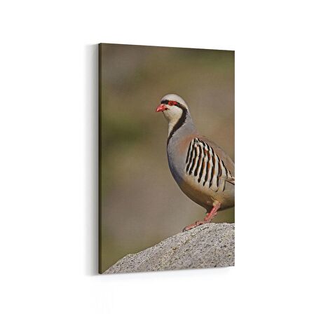 Olla 12471D Hayvanlar Alemi Görseli Dikey Kanvas Tablo (Ölçü: 60X90)