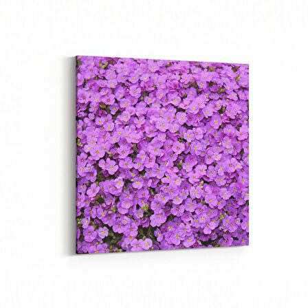 Olla 11587K Çiçek Görseli Kare Kanvas Tablo (Ölçü: 100X100)