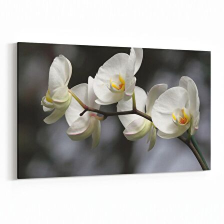 Olla 11753Y Orkide Çiçek Görseli Yatay Kanvas Tablo (Ölçü: 150X100)