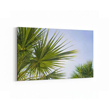 Olla 11507Y Palmiye Ağacı Görseli Yatay Kanvas Tablo (Ölçü: 45X30)