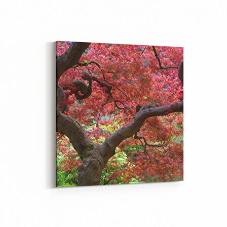 Olla 14223K Doğa / Manzara Görseli Kare Kanvas Tablo (Ölçü: 30X30)