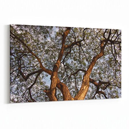 Olla 11061Y Ağaç Görseli Yatay Kanvas Tablo (Ölçü: 120X80)