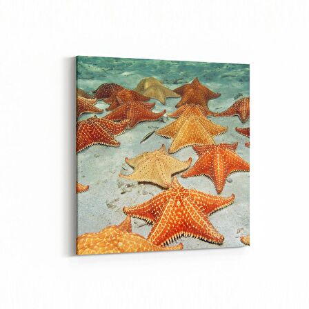 Olla 12907K Deniz / Okyanus Görseli Kare Kanvas Tablo (Ölçü: 30X30)