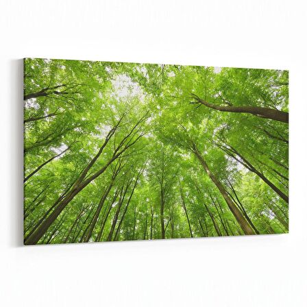 Olla 10778Y Ağaç Görseli Yatay Kanvas Tablo (Ölçü: 70X50)