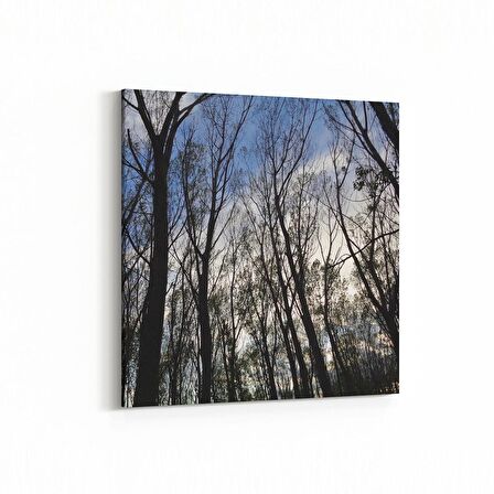 Olla 10466K Ağaç Görseli Kare Kanvas Tablo (Ölçü: 60X60)