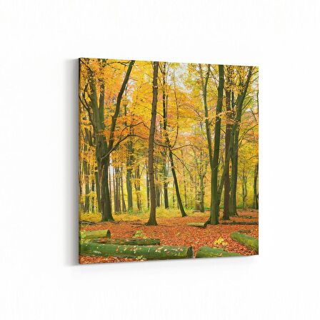 Olla 14354K Doğa / Manzara Görseli Kare Kanvas Tablo (Ölçü: 60X60)